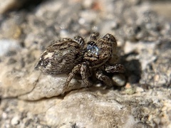 Habronattus texanus