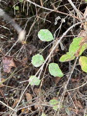 Symphoricarpos