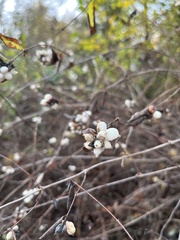 Symphoricarpos