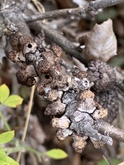 Disholcaspis prehensa