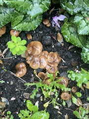 Fungi