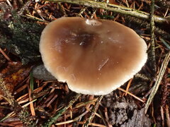 Rhodocollybia butyracea