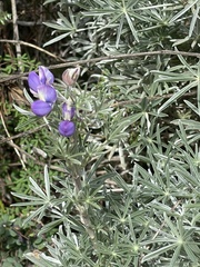 Lupinus albifrons