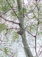 Apaturinae