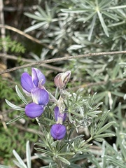 Lupinus albifrons