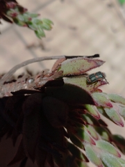 Astylus cyanerythrus