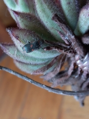 Astylus cyanerythrus