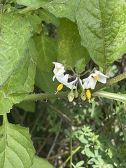 Solanum douglasii