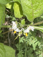 Solanum douglasii