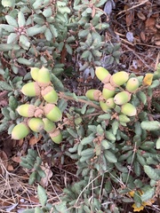 Quercus durata durata