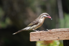 Acanthagenys rufogularis