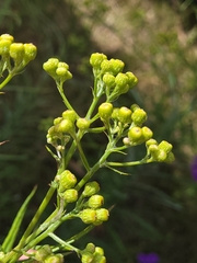 Senecio pterophorus