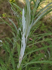 Senecio pterophorus