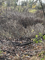 Schoenoplectus acutus