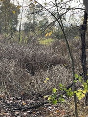 Schoenoplectus acutus