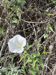 Calystegia macrostegia