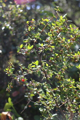 Rhamnus crocea
