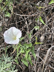 Calystegia macrostegia
