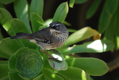 Sericornis maculatus