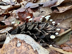 Strobilurus conigenoides