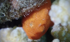 Antennatus tuberosus