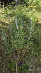 Senecio pterophorus