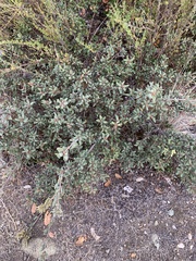 Quercus durata durata