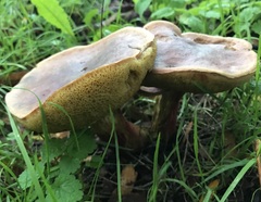 Xerocomellus pruinatus