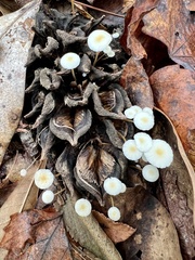 Strobilurus conigenoides