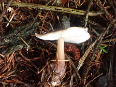 Rhodocollybia butyracea