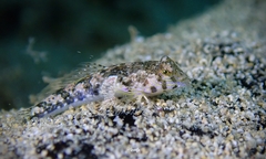 Synchiropus rosulentus