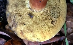 Xerocomellus pruinatus