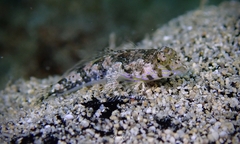 Thuridilla multimarginata