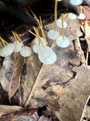 Strobilurus conigenoides