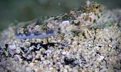 Thuridilla multimarginata