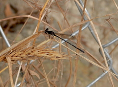 Argia sedula