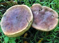 Xerocomellus pruinatus