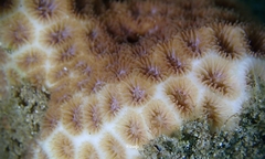 Leptastrea purpurea
