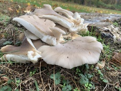 Pleurotus populinus