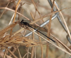 Argia sedula