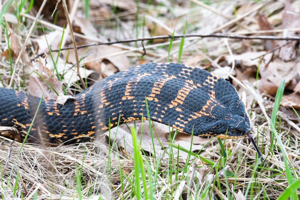 Eastern Hog-nosed Snake - Cape Cod National Seashore (U.S.