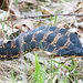 Eastern Hognose Snake - Photo (c) Tim Arthur, some rights reserved (CC BY-NC), uploaded by Tim Arthur