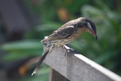 Acanthagenys rufogularis
