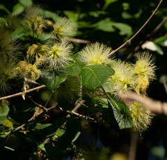 Pithecellobium unguis-cati