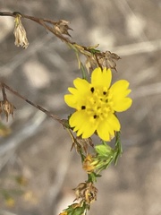 Deinandra fasciculata