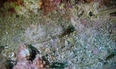 Fusigobius duospilus