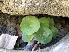 Hydrocotyle verticillata
