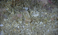 Fusigobius duospilus