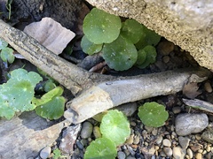 Hydrocotyle verticillata