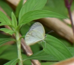 Abaeis albula